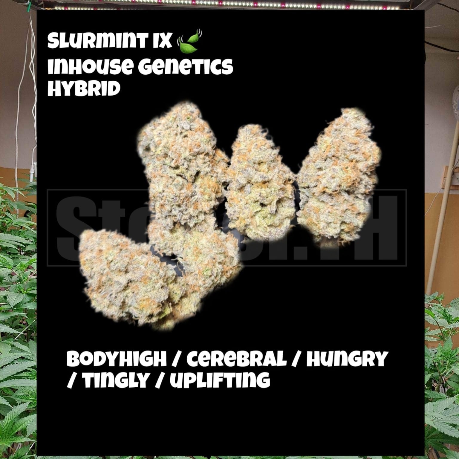 Stoner.TH