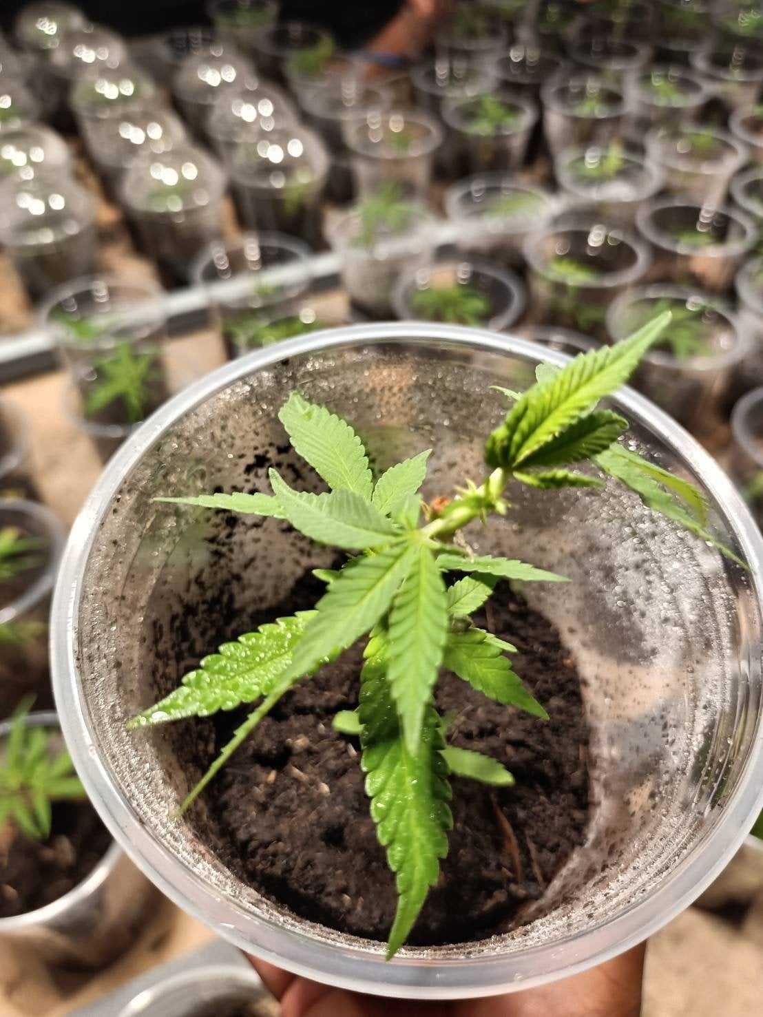 Cannabis Store & Farm