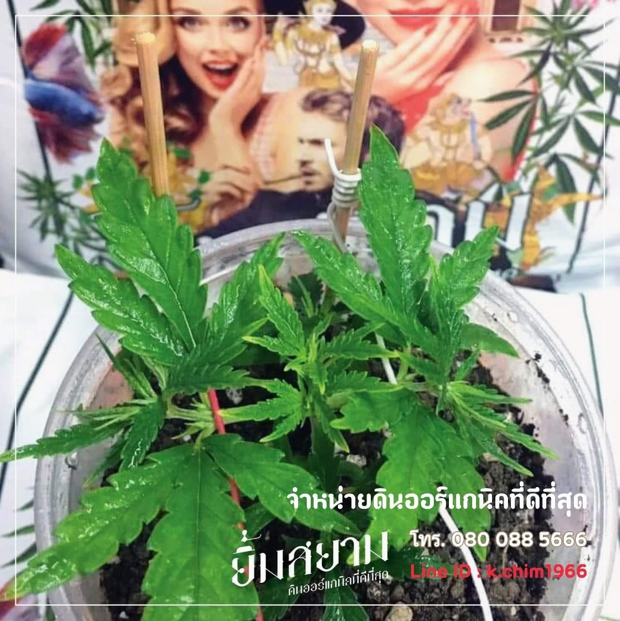 Din Xxrkaeni Kh Thi Di Thisud