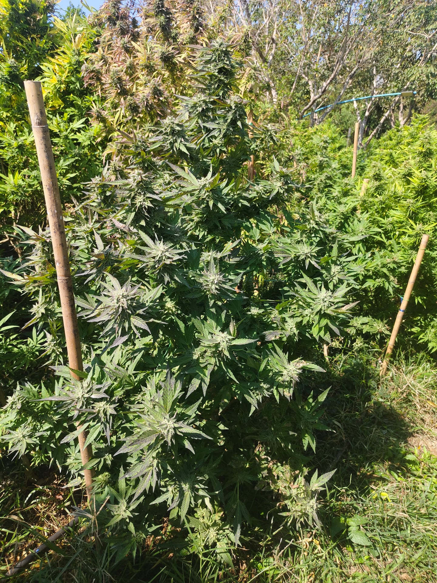 Arvo Cannabis