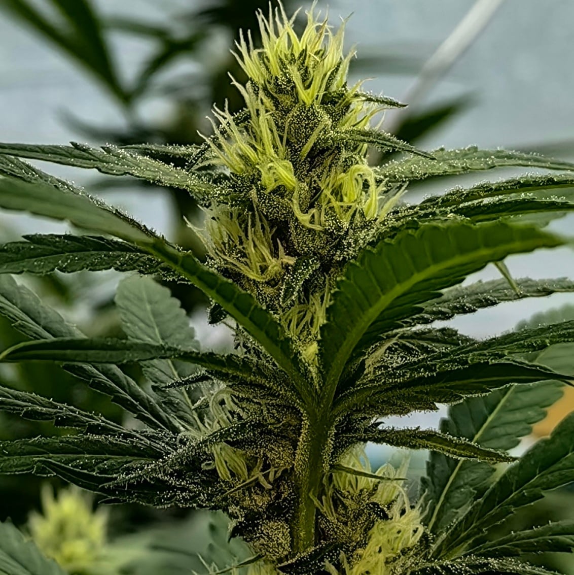 Dinlan Cannabis
