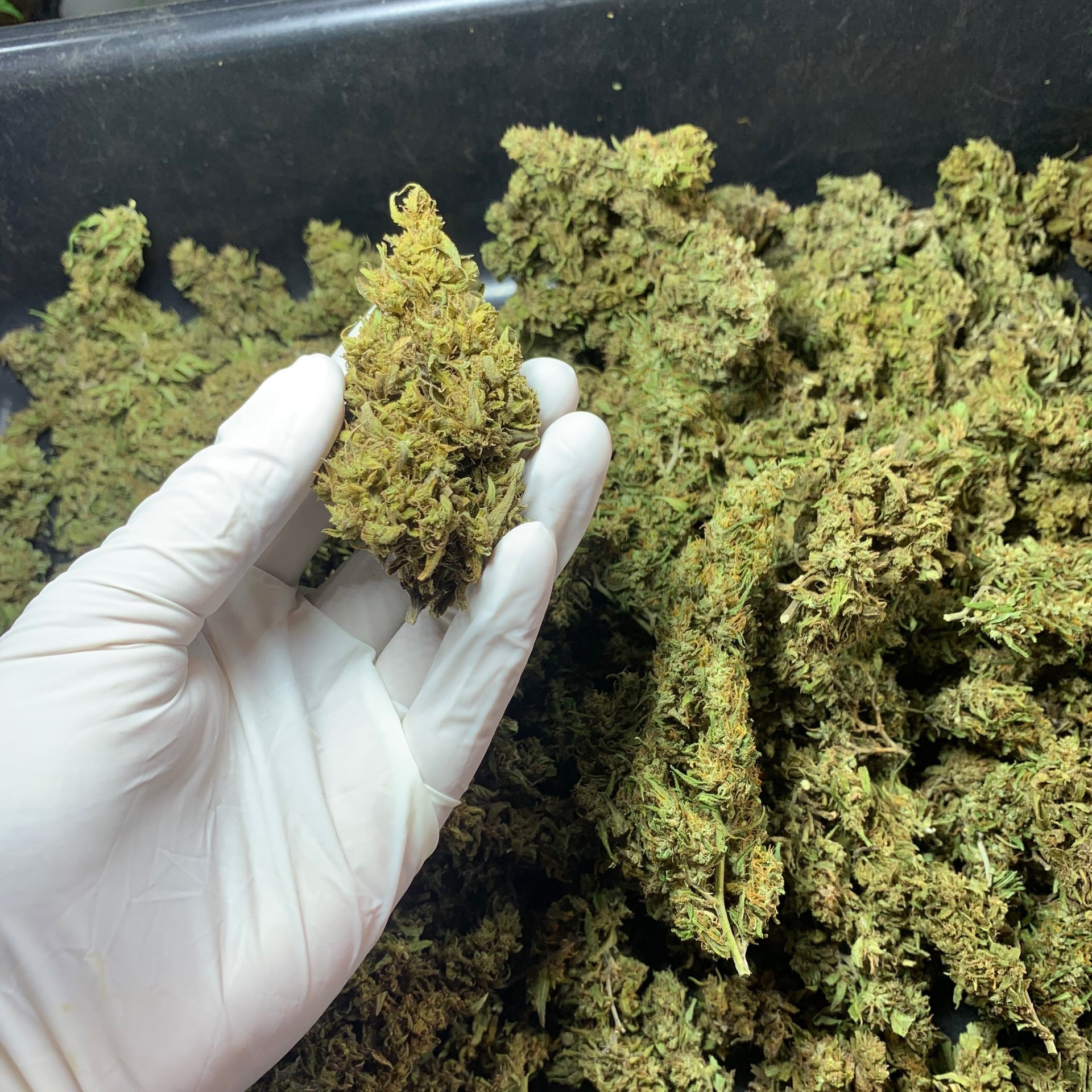 Kph Farm