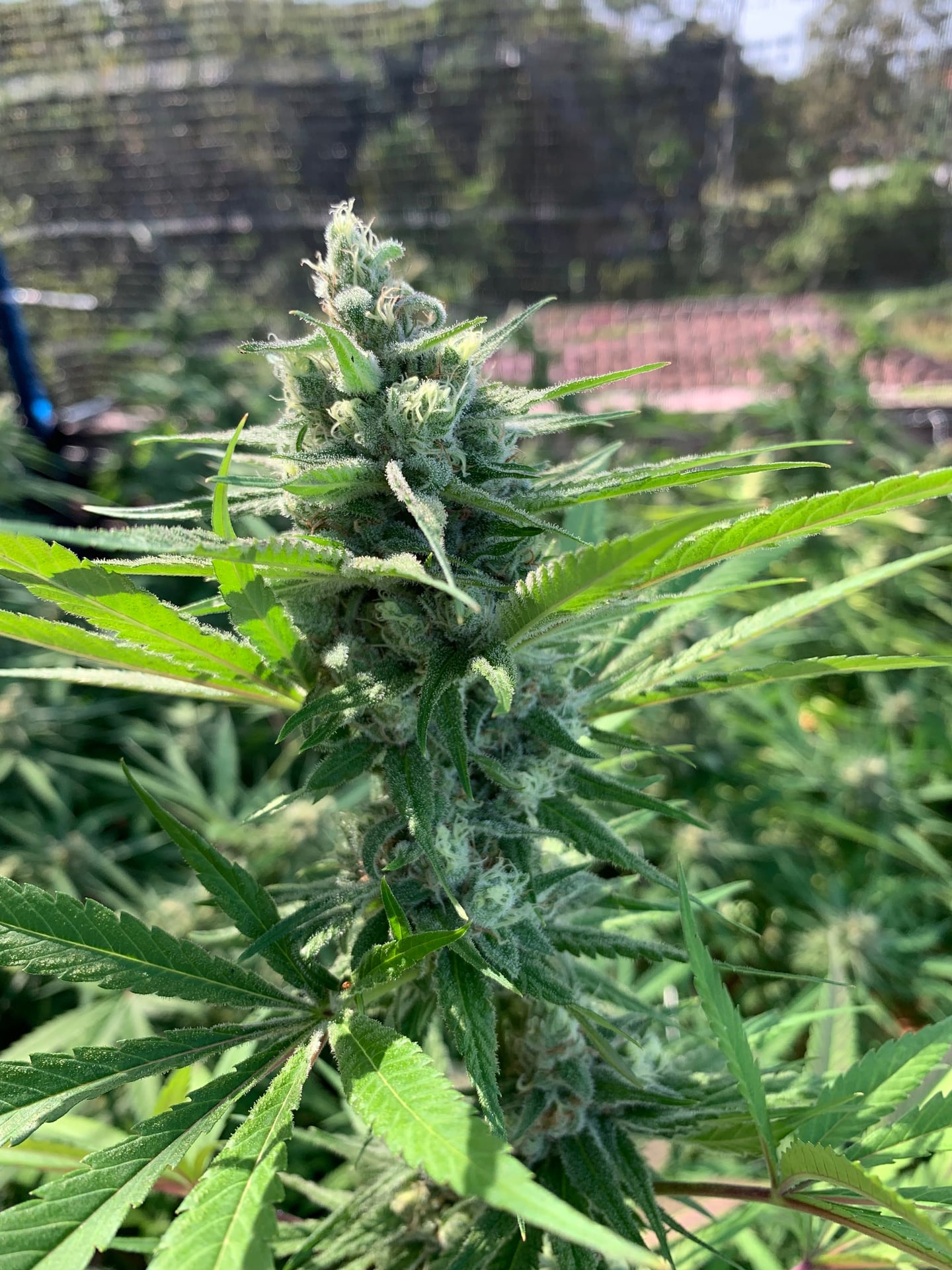 Hemp Zone