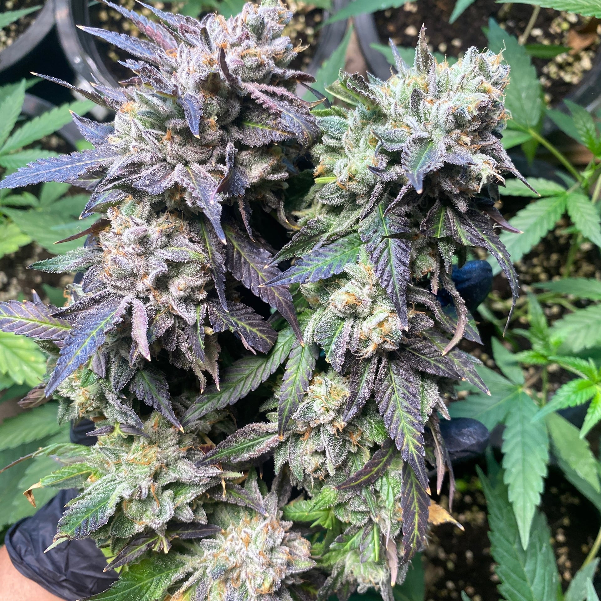 Fc Fresf Cannabiz