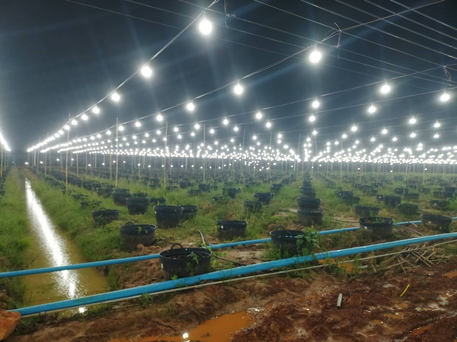 Cannabis Store & Farm