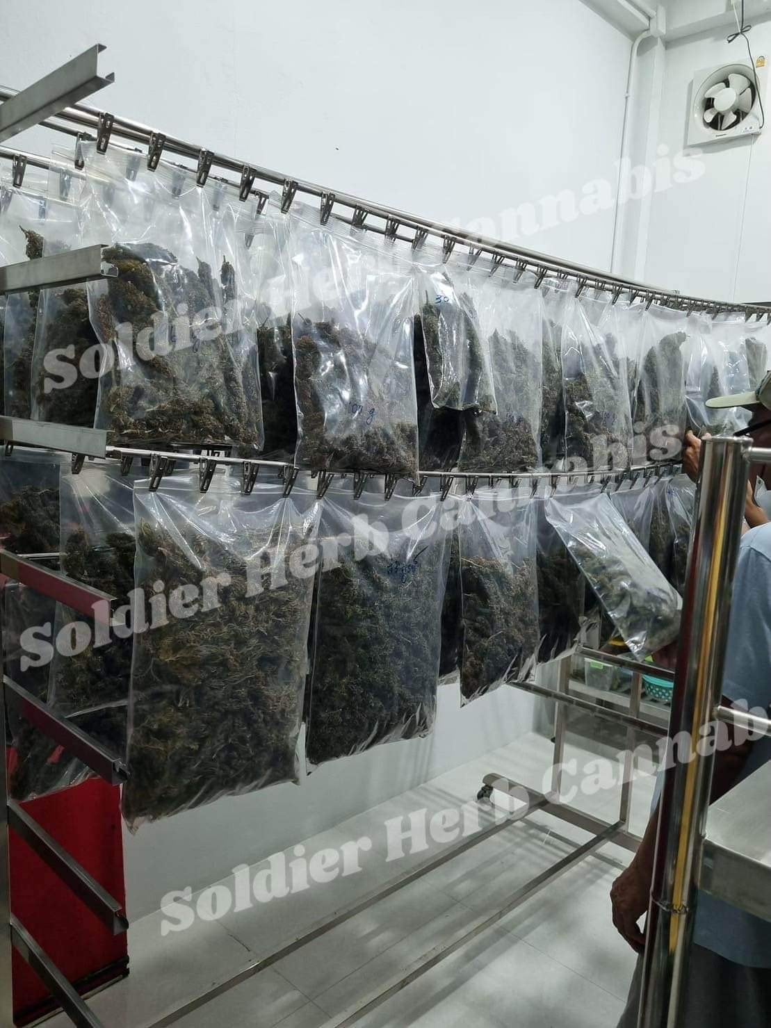 Soldier Herb Cannabis