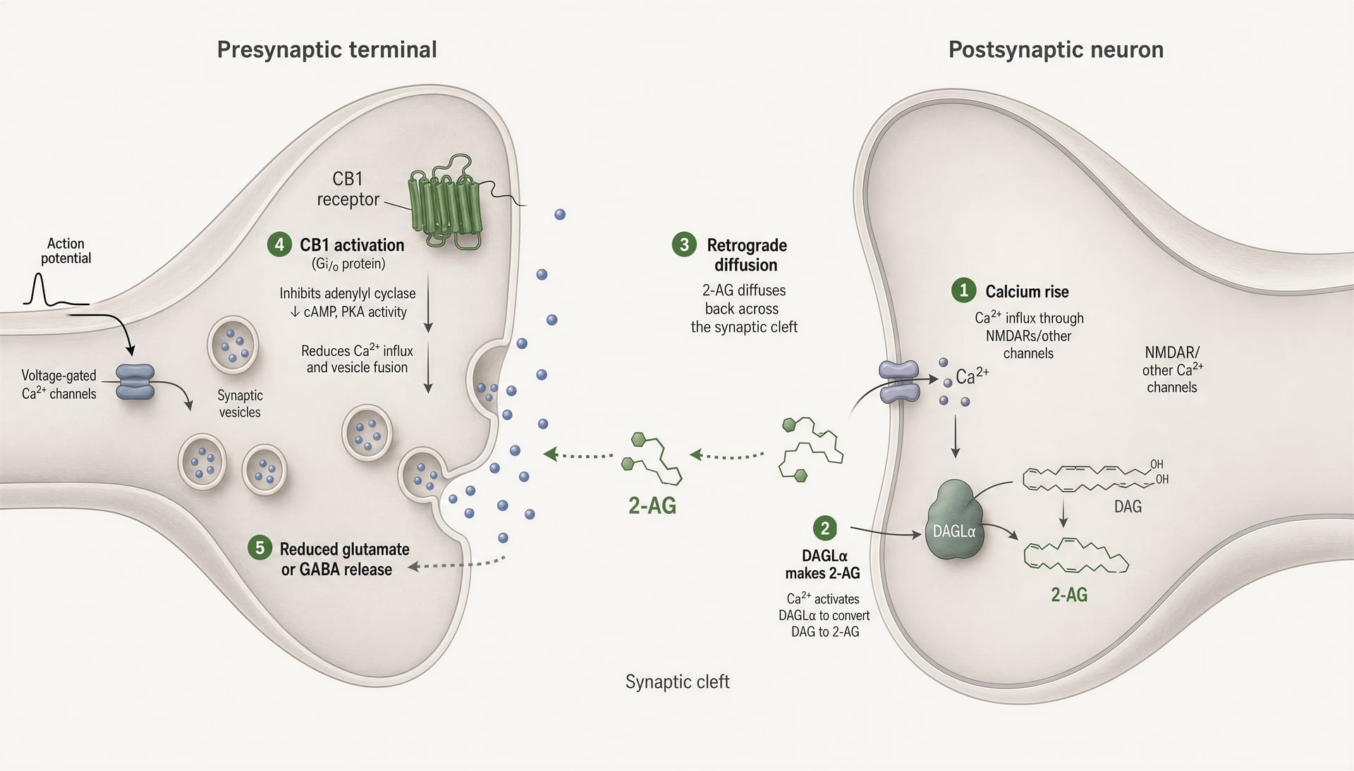 Schematic of retrograde endocannabinoid signalling across a synapse from postsynaptic calcium rise to presynaptic CB1 activation