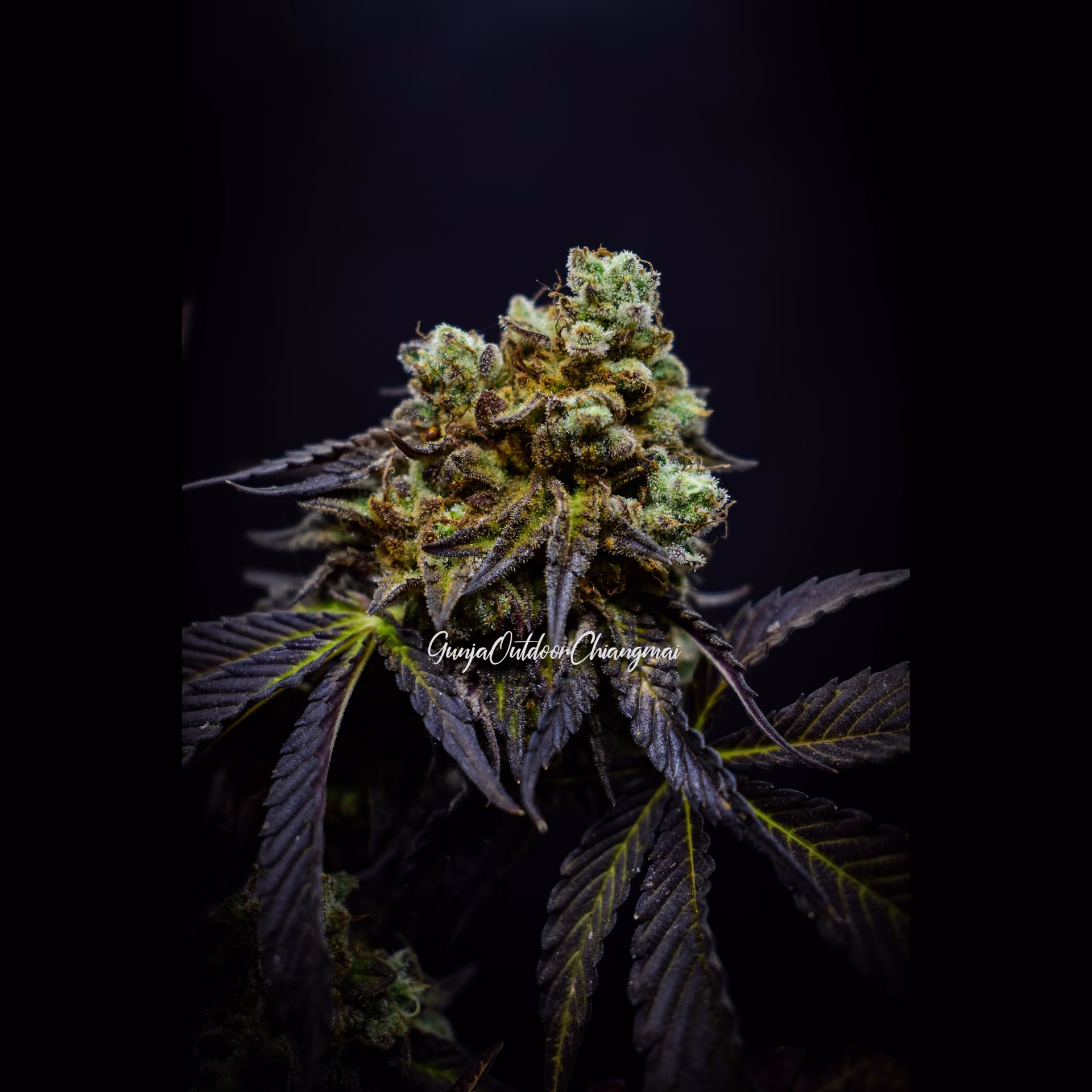 Cannabis Social Club GunjaOutdoorChiangmai logo