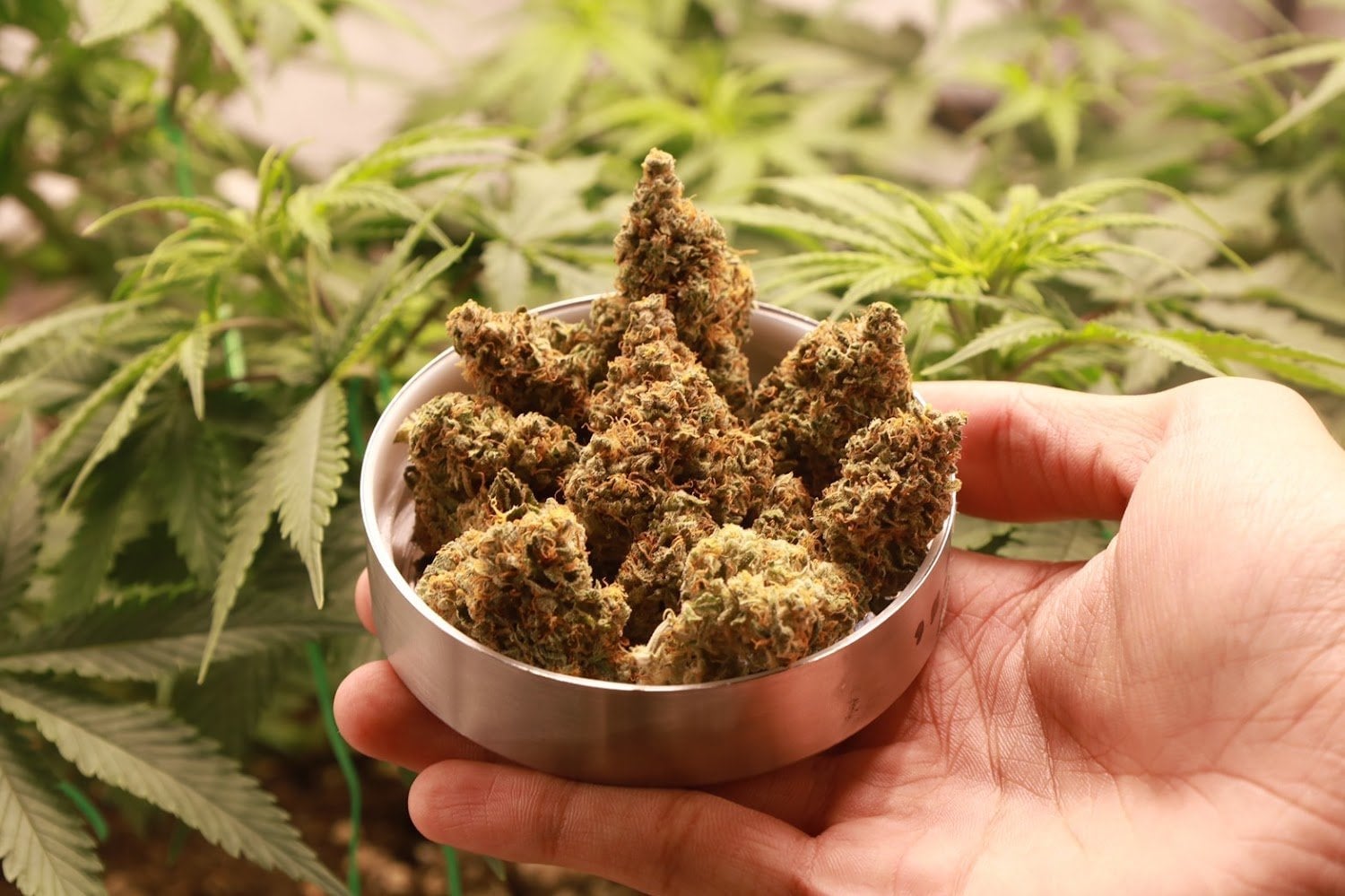 BoomBloomSoil.cannabis