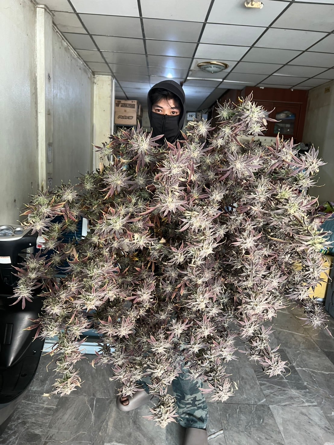 Cannabis Haze