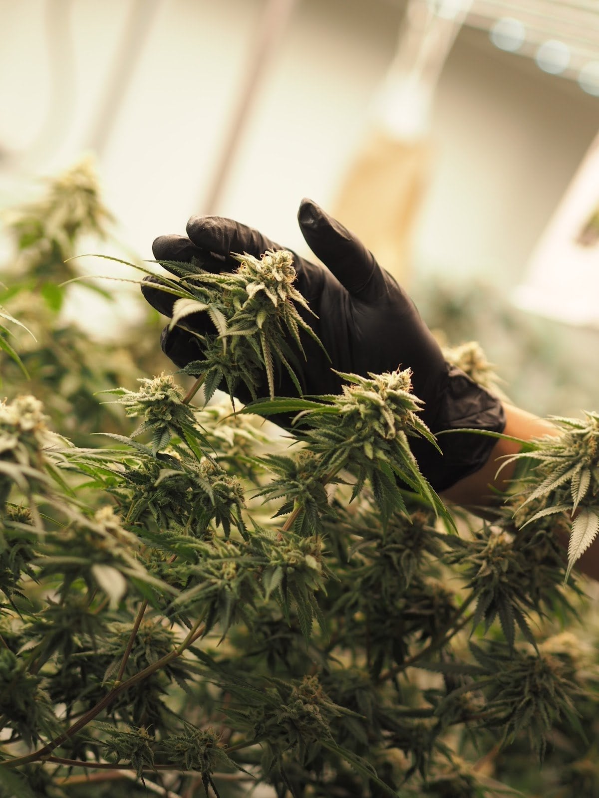 Yaksa Grower Store Cannabis