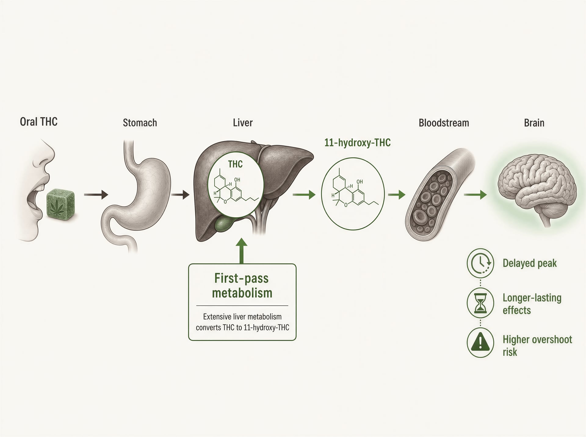 Diagram of oral THC being converted in the liver to 11-hydroxy-THC before reaching the brain.