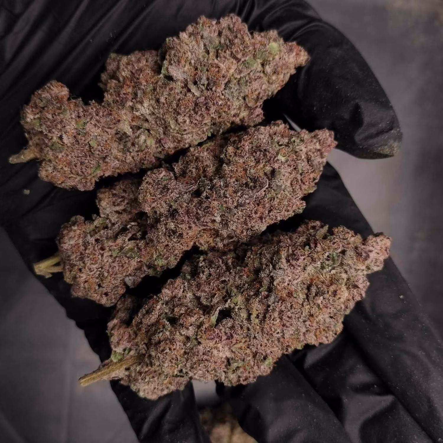 Phuket में कैनबिस सोशल क्लब Phuket Homegrown Farm Cannabis & Weed Good Things Don't Have To Be Expensive लोगो