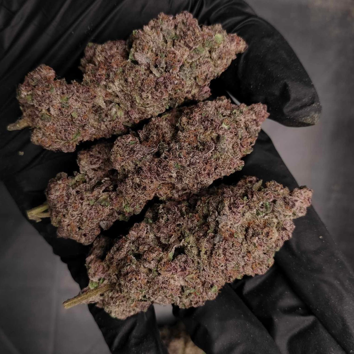 Phuket Homegrown Farm Cannabis & Weed Good Things Don't Have To Be Expensive logo