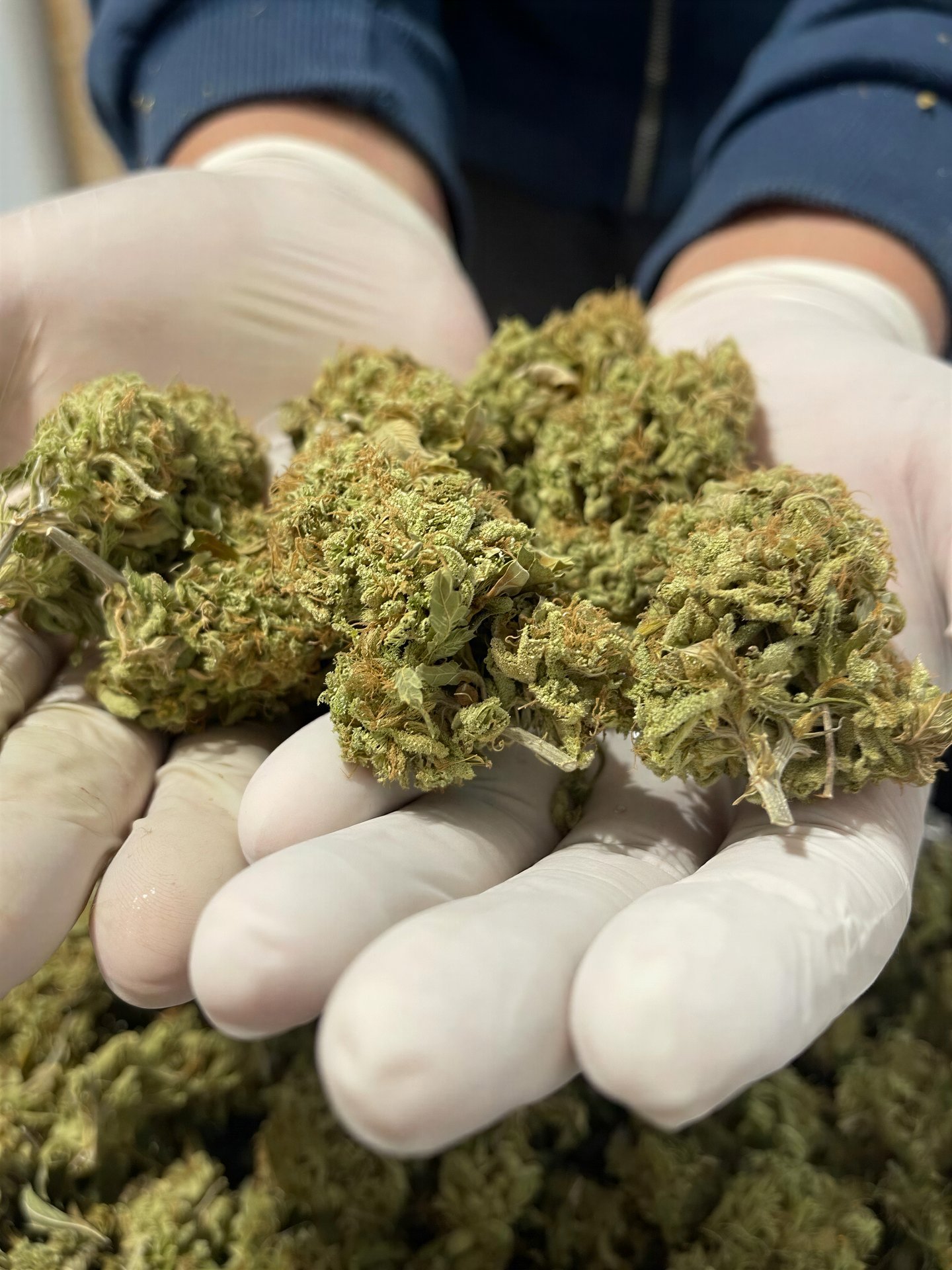Cannabis Social Club
