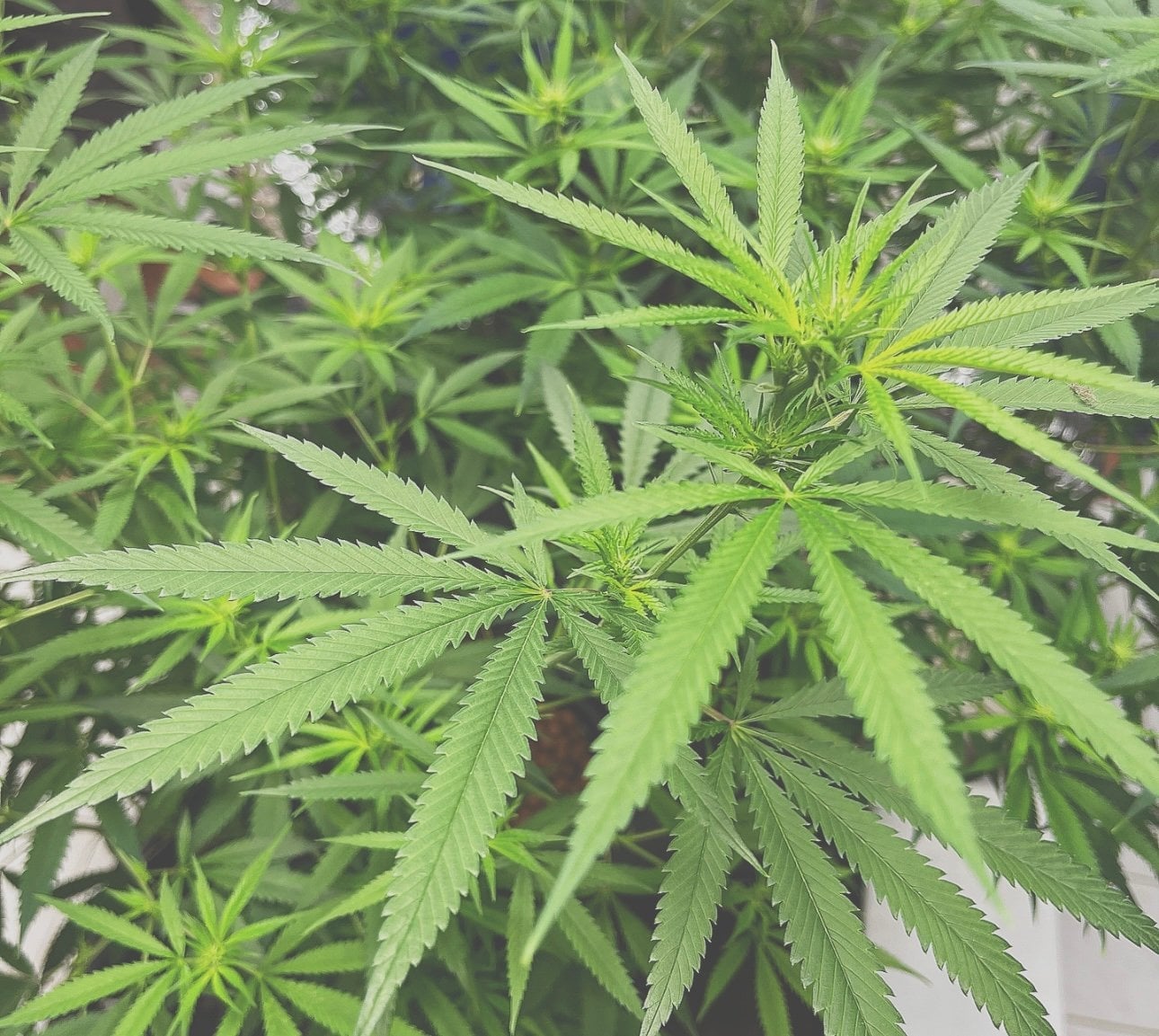 The Right Global Trading Co.,Ltd. RGTcannabis Farm