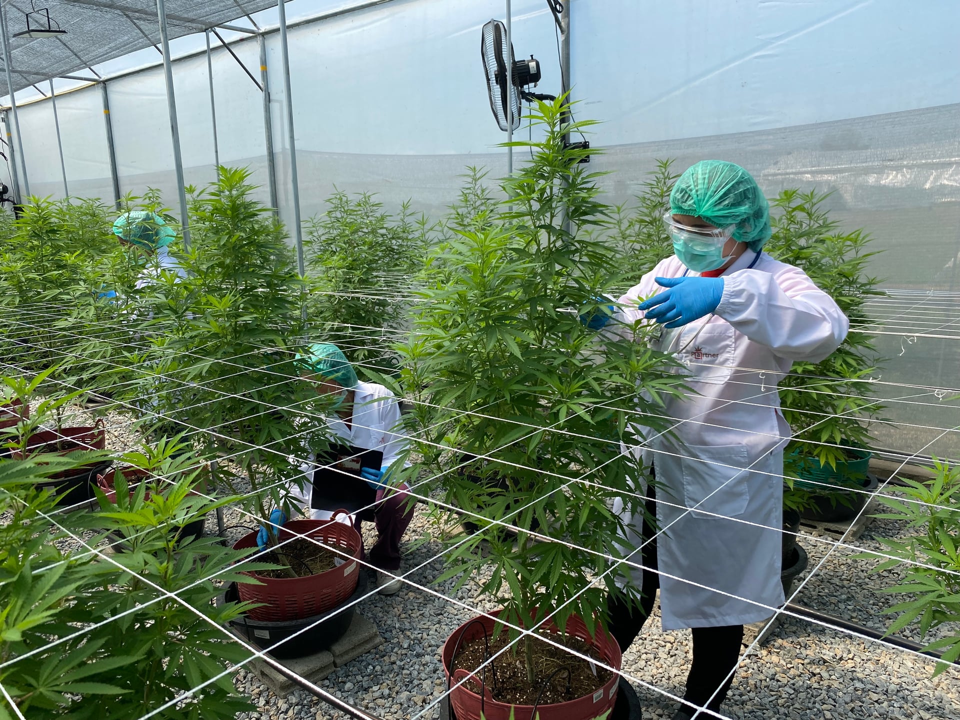 Global Partner Cannabis Farm
