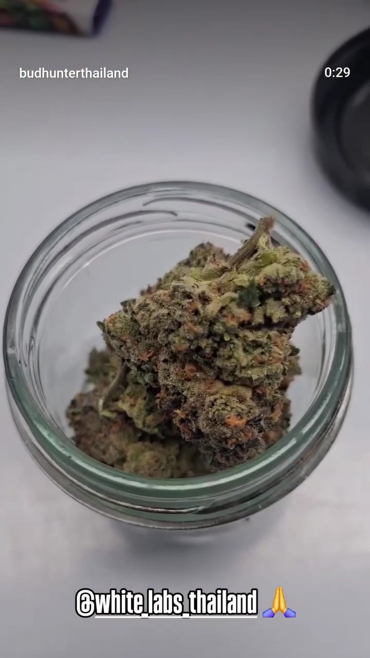 WHITE LABS PATTAYA CANNABIS SHOP By Farm Owner