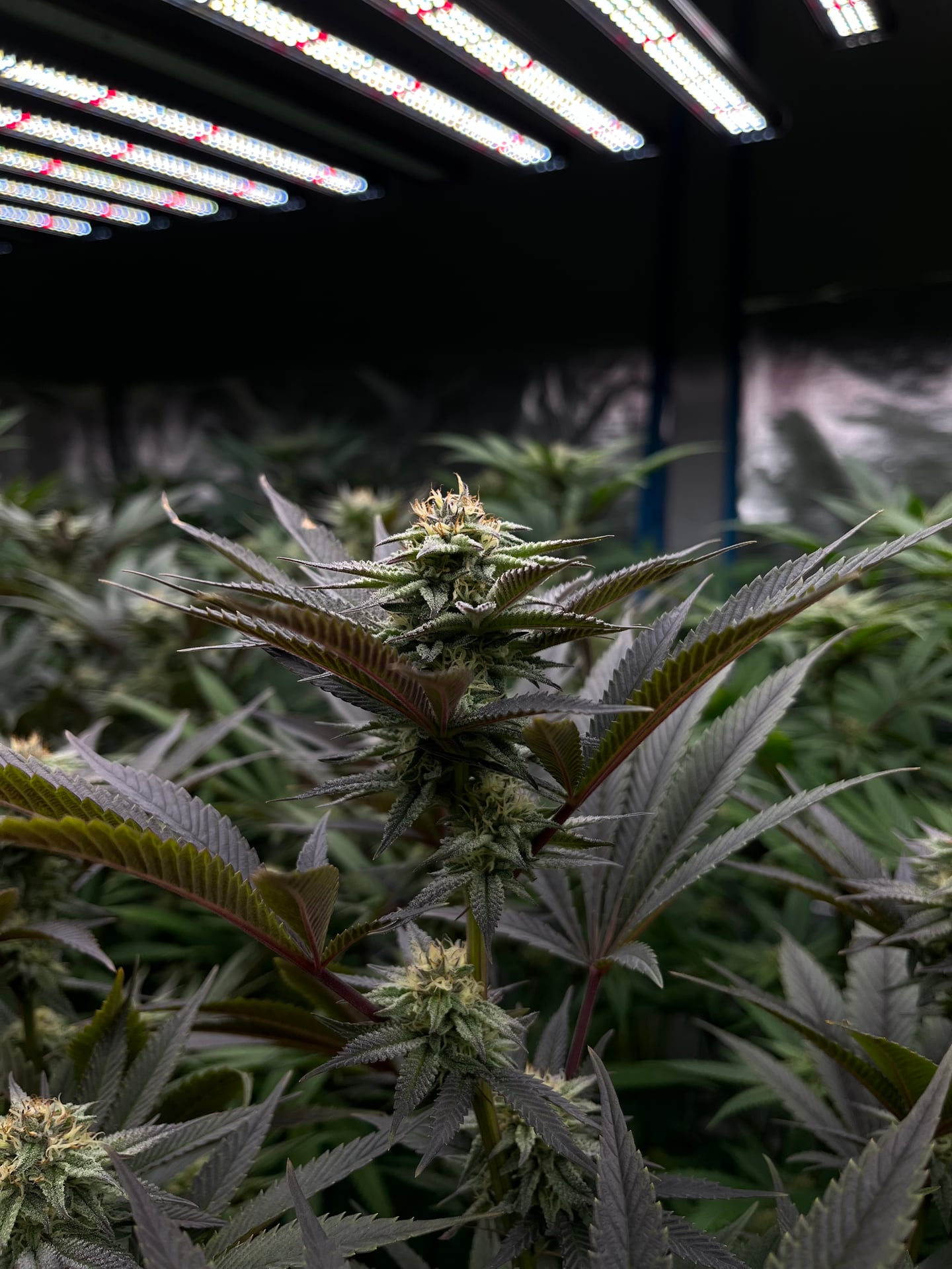 Cannabis Drunks House