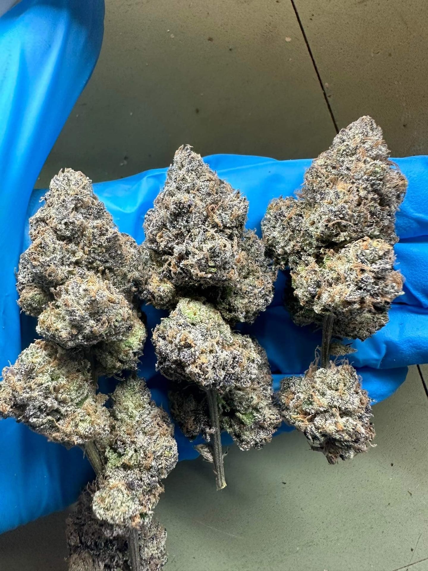 Cannabis Shop Phuket