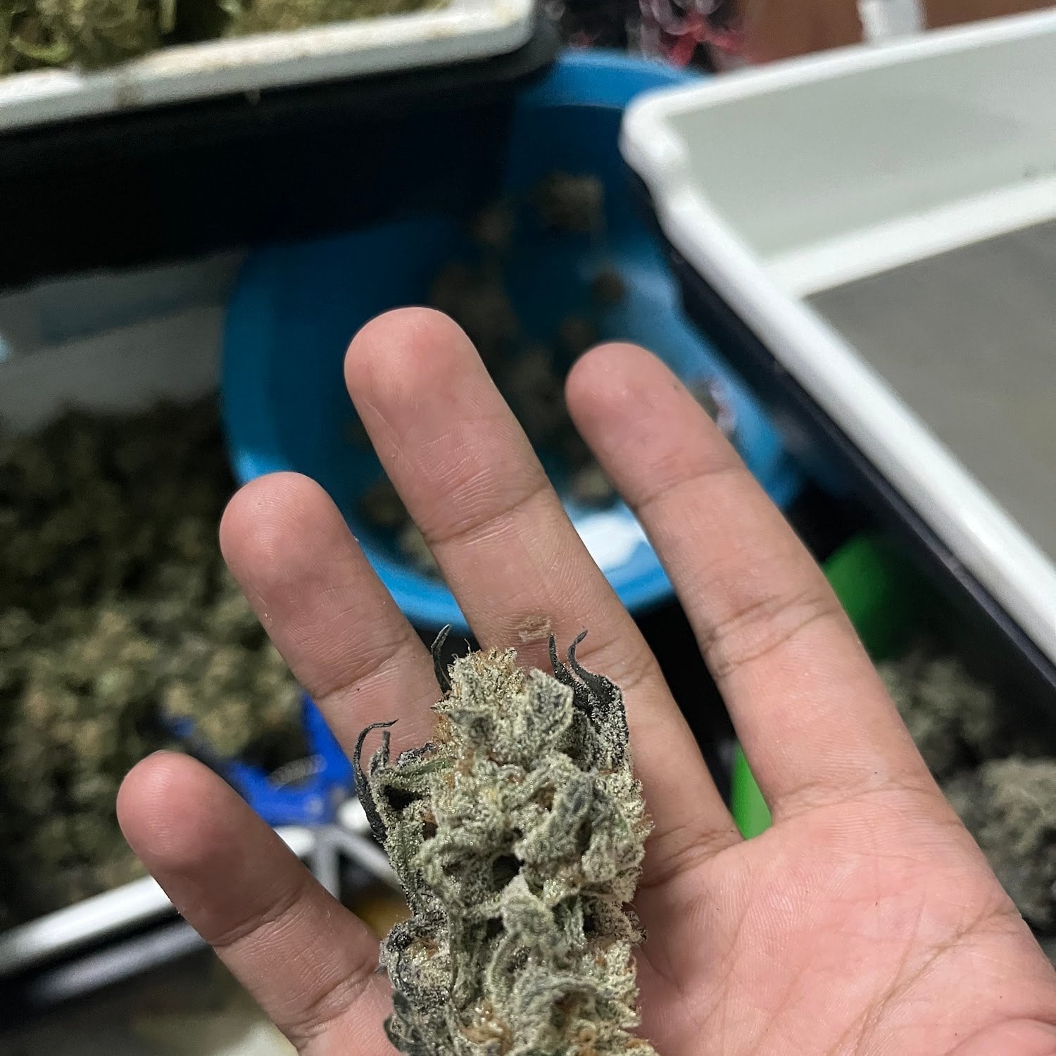 Og.Groot