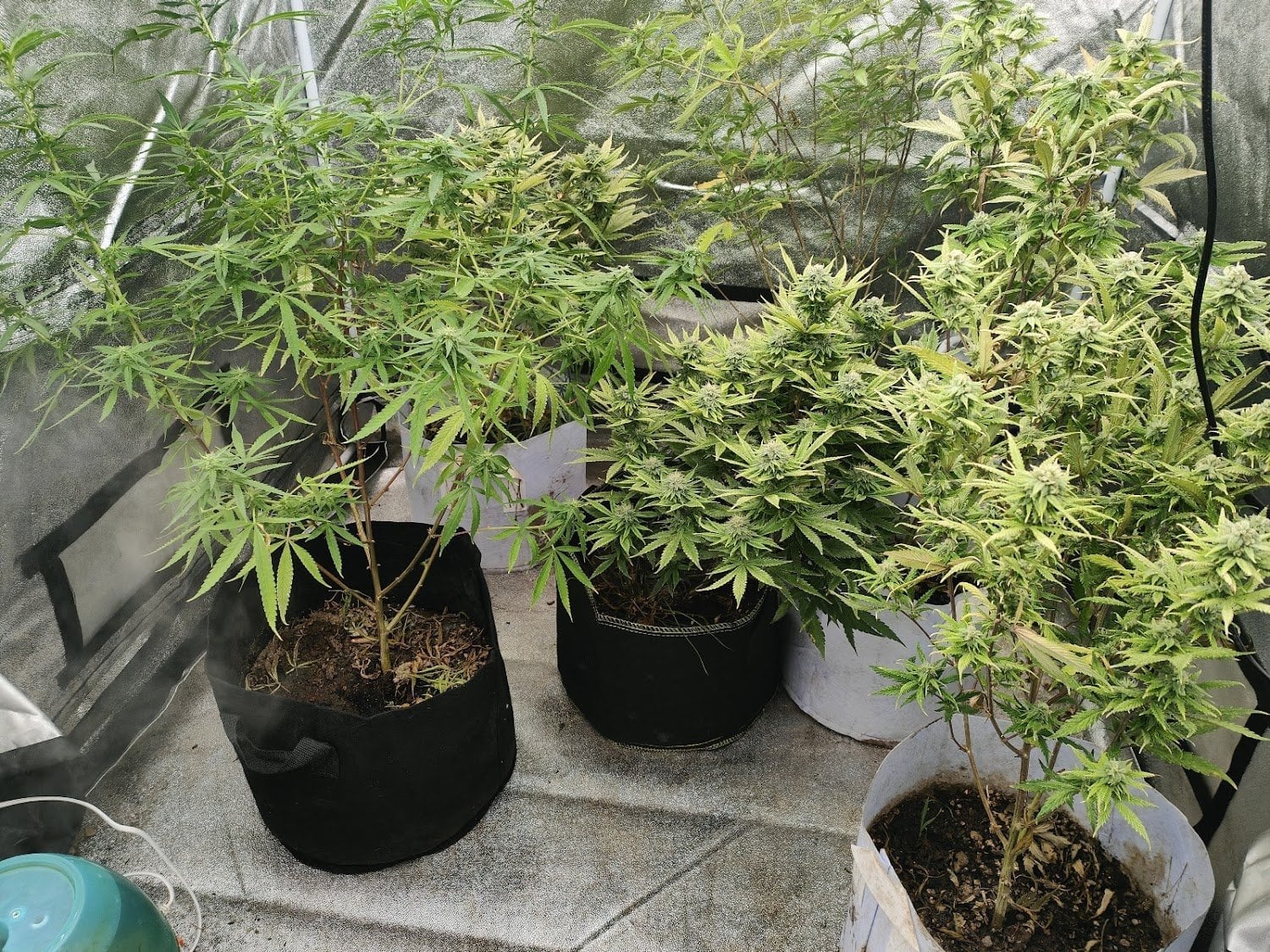 Sky High Cannabis