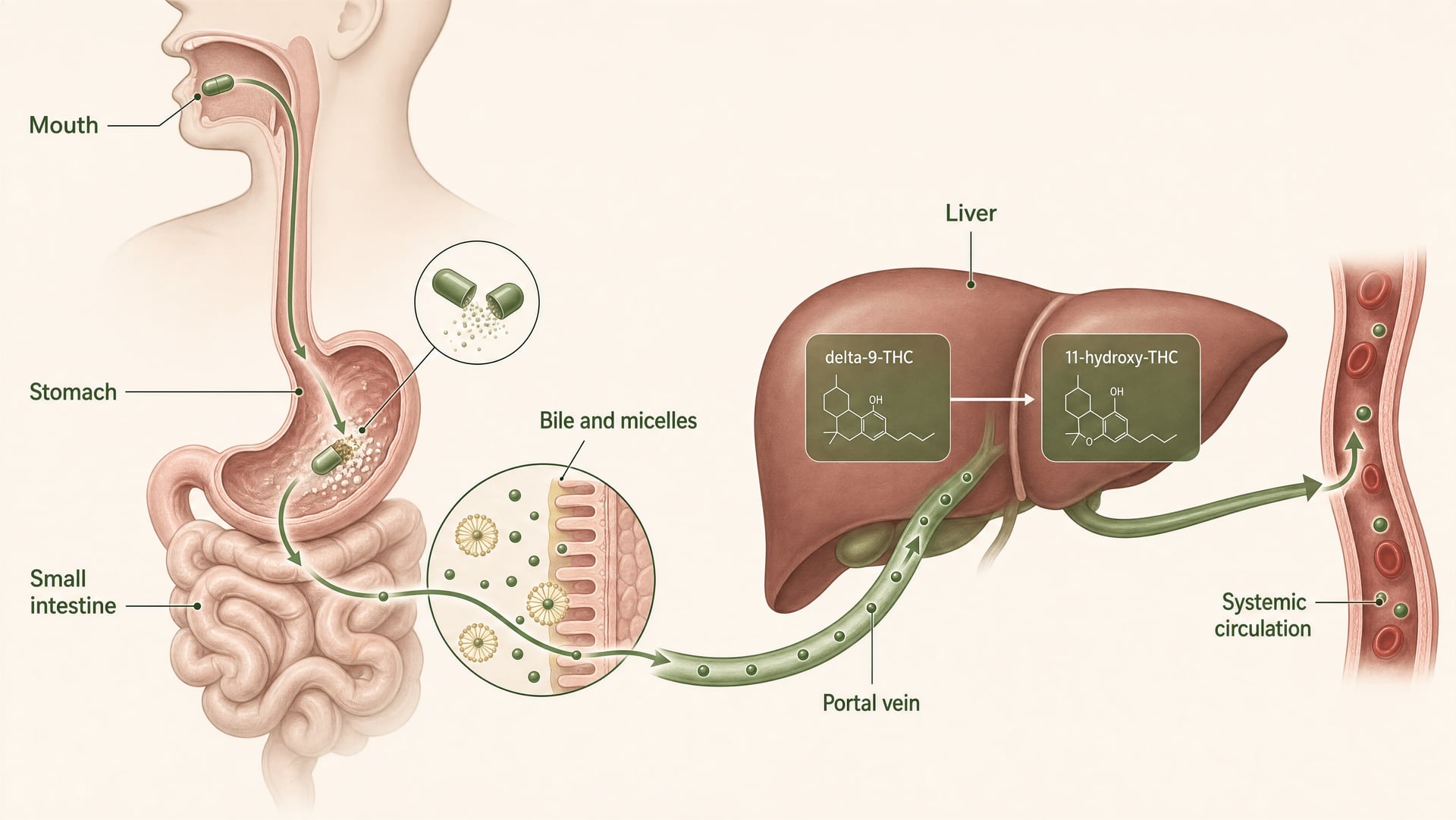 Capsule e compresse di Cannabis: Guida al THC e al CBD per via orale