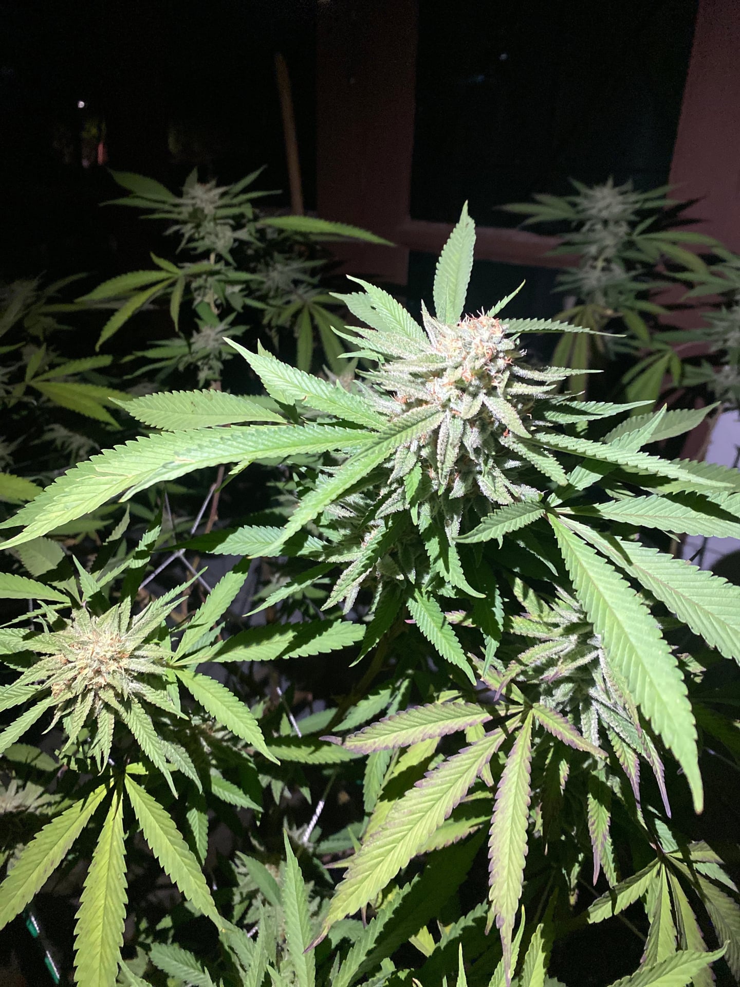 StayHigh Cannabis Store Ratchaburi