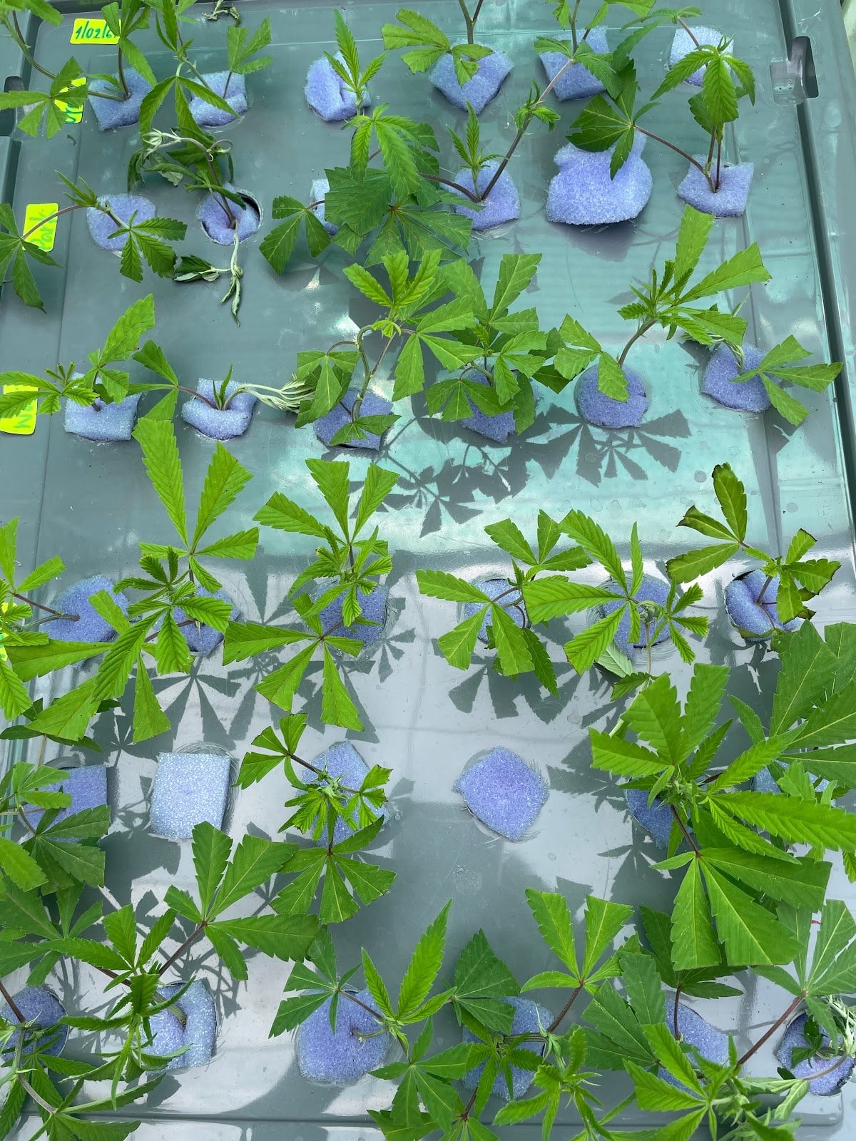 Konguneng.undergrow420