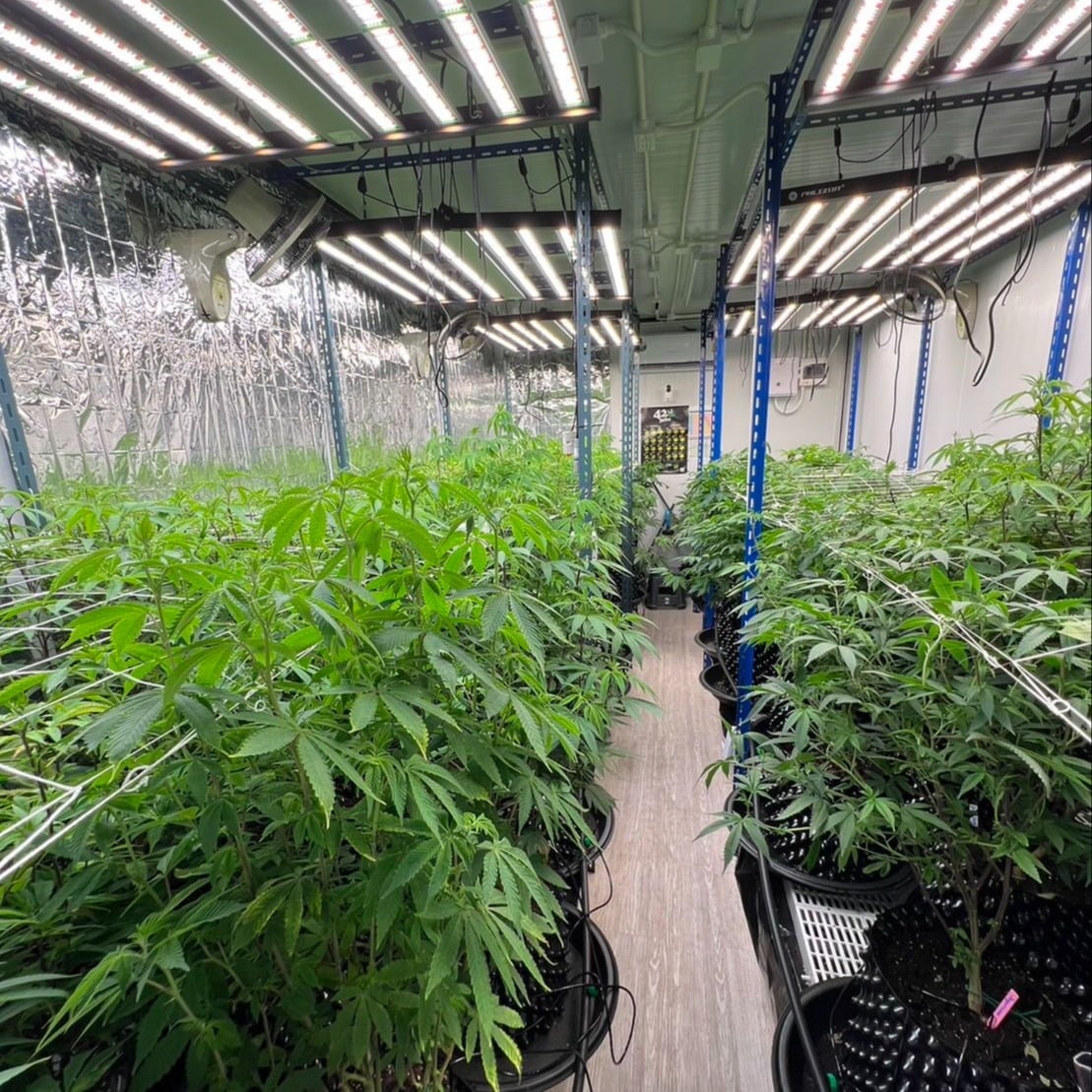 V High THC Cannabis Farm