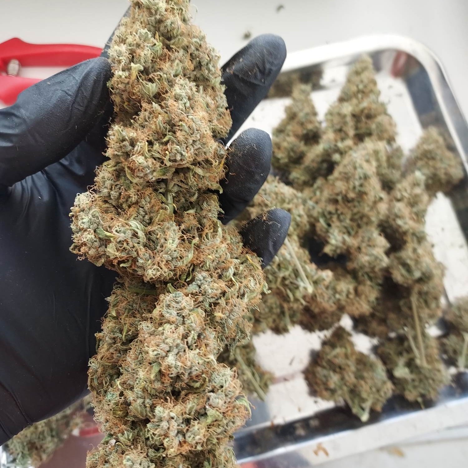PP Cannabis Farm By Loei