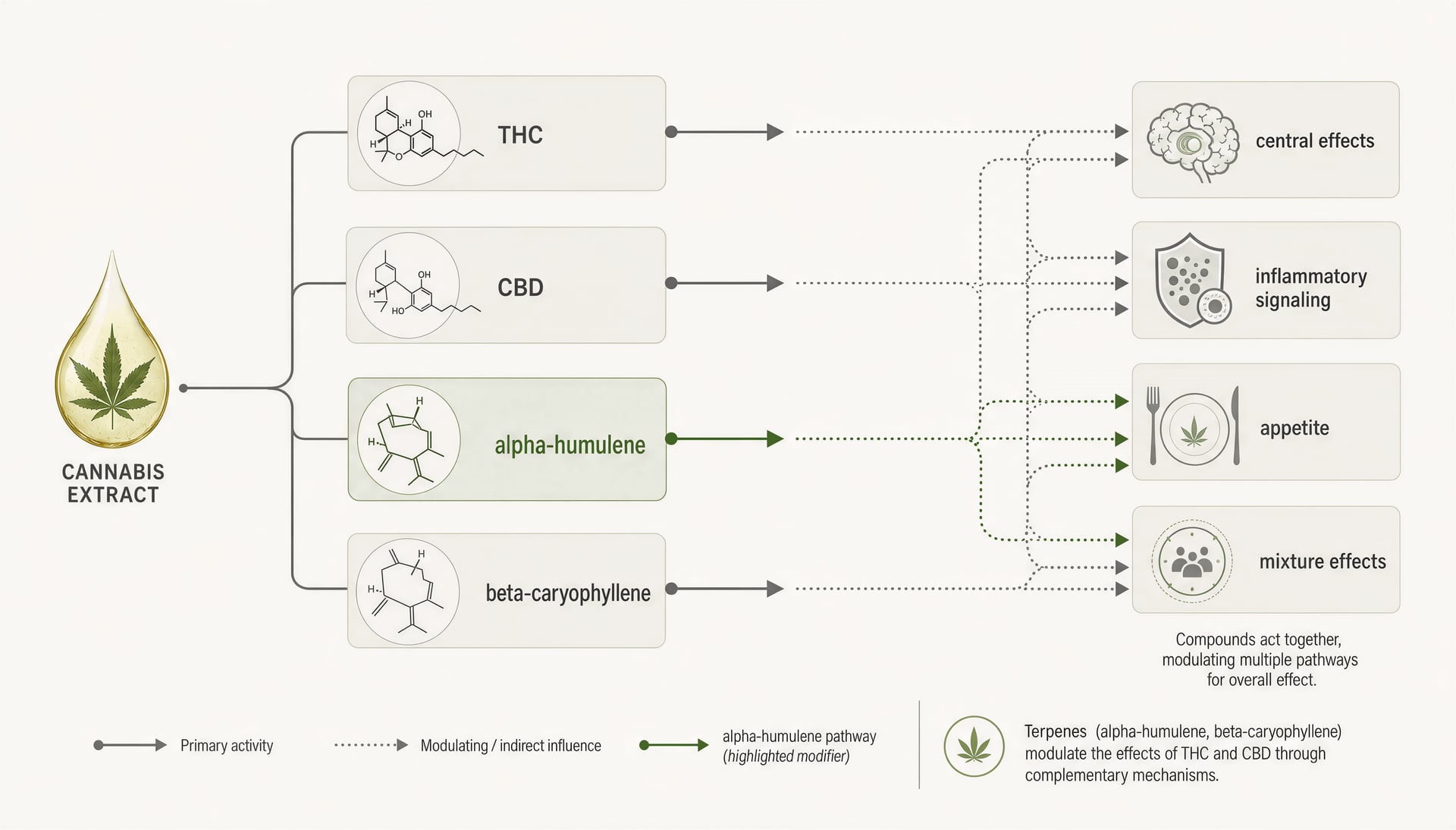 Humulene terpen v cannabis: Účinky, vědecké poznatky, bezpečnost