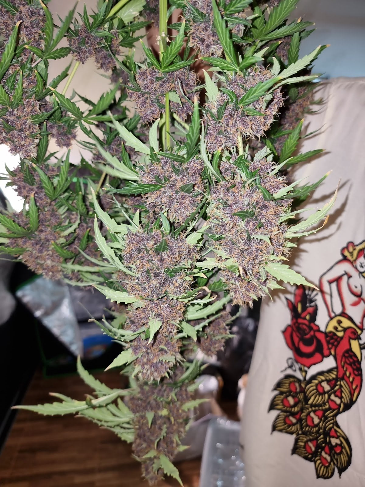 BudsMaid