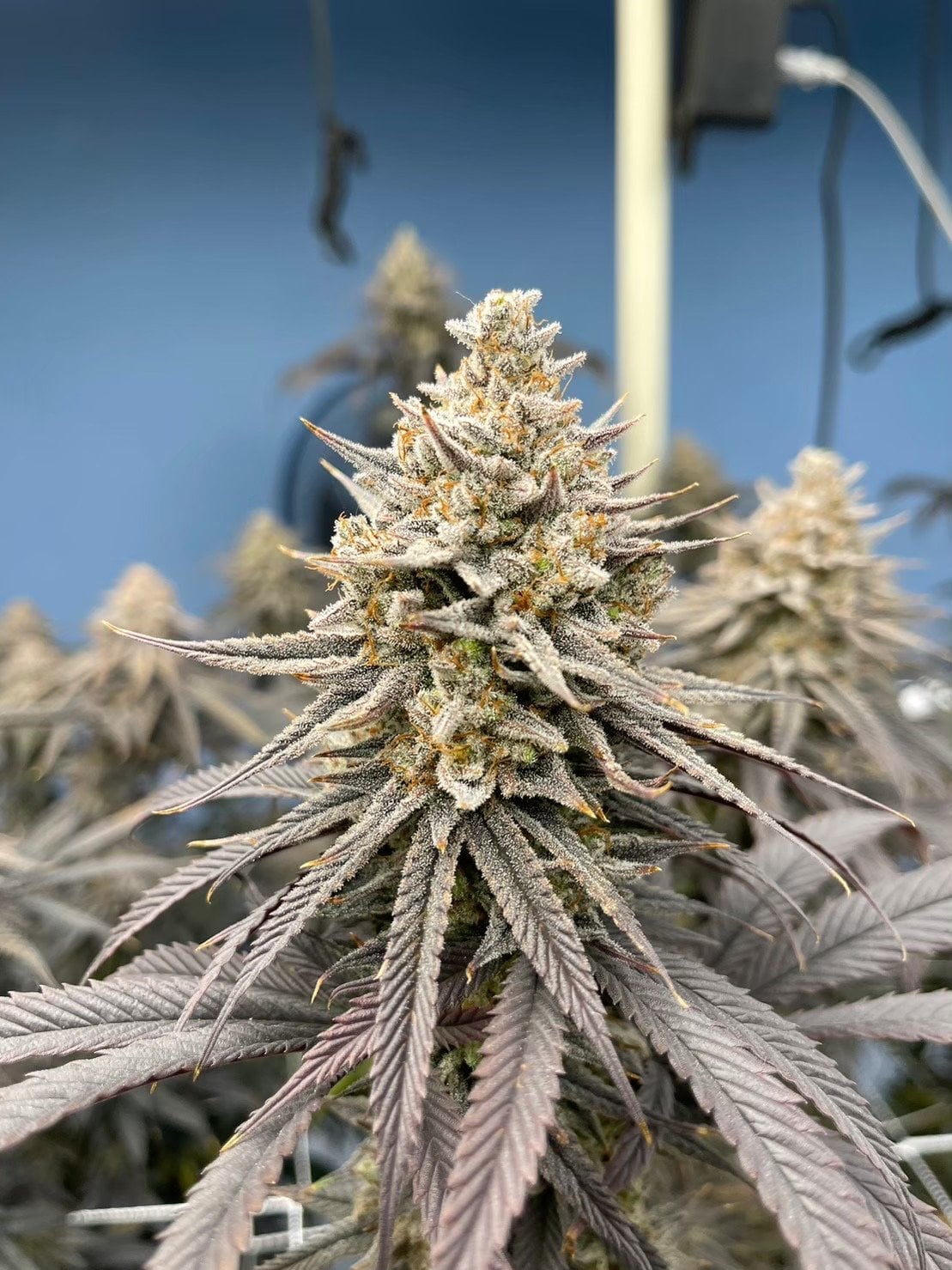 The Galaxy Weed By