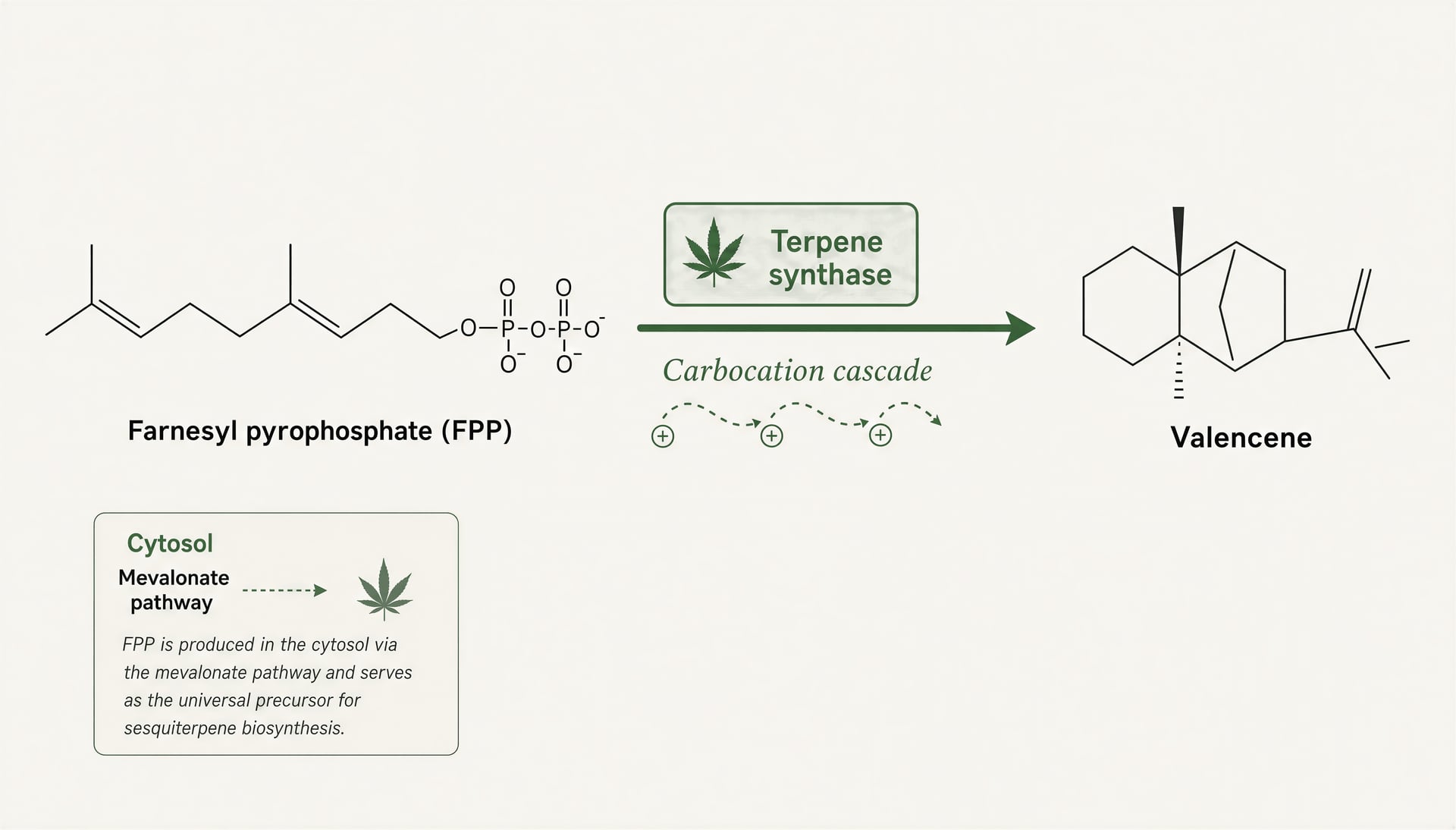 Schematic showing farnesyl pyrophosphate converted into valencene by terpene synthase