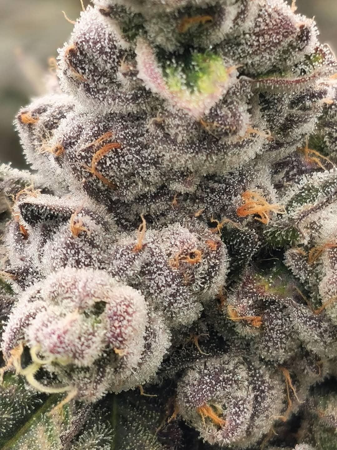 Grow & Grin - Cannabis Friends