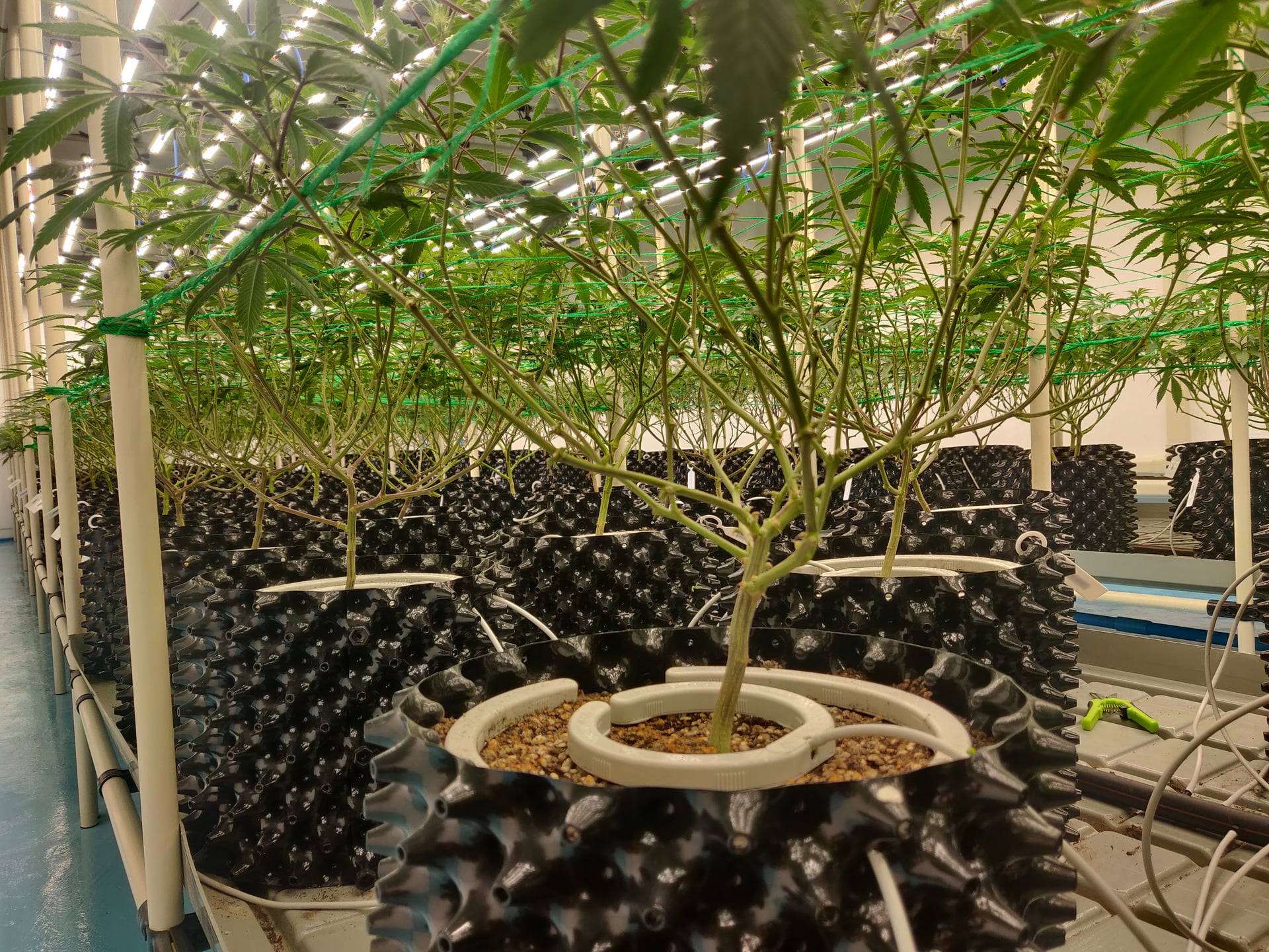 AP Cannabis Farm