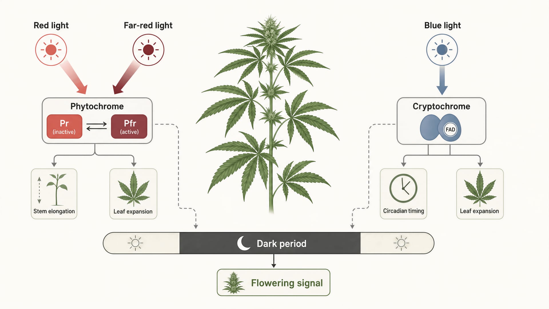 Cannabis लाइटिंग गाइड: PPFD, DLI और Grow Lights