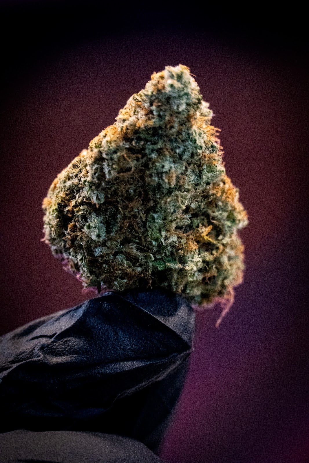 The Hub Cannabis