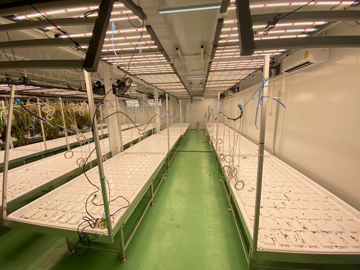 AP Cannabis Farm
