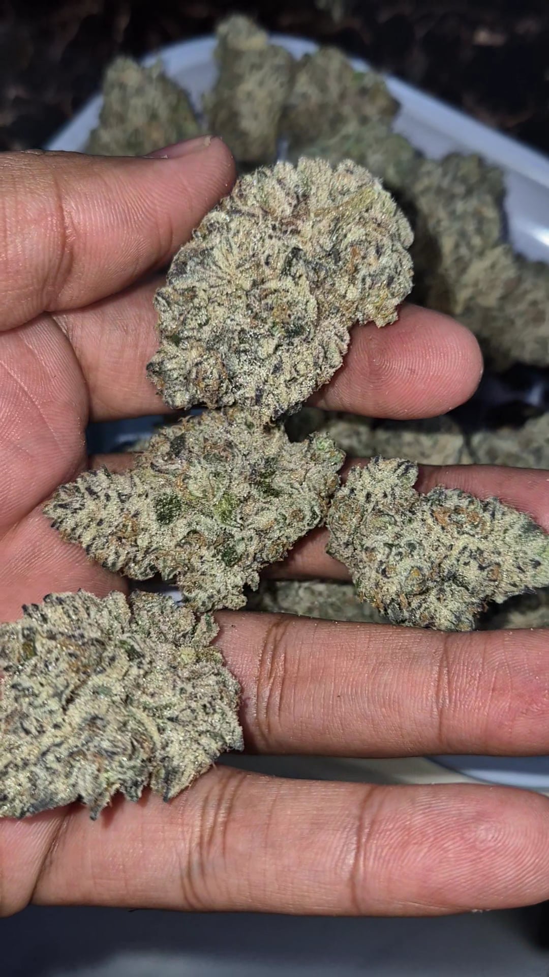 Tuk Tuk Cannabis