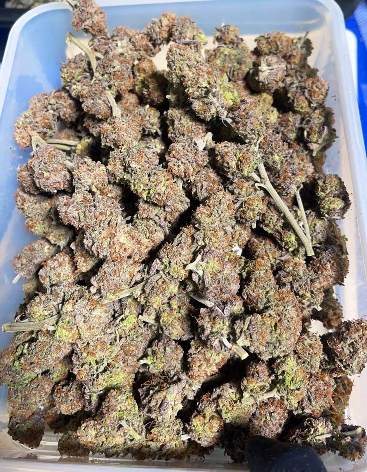 Organic Weed Dispensary - Delivery