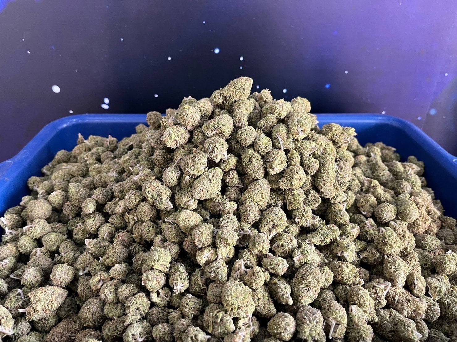 Cannabis Dispensary Weed Pot