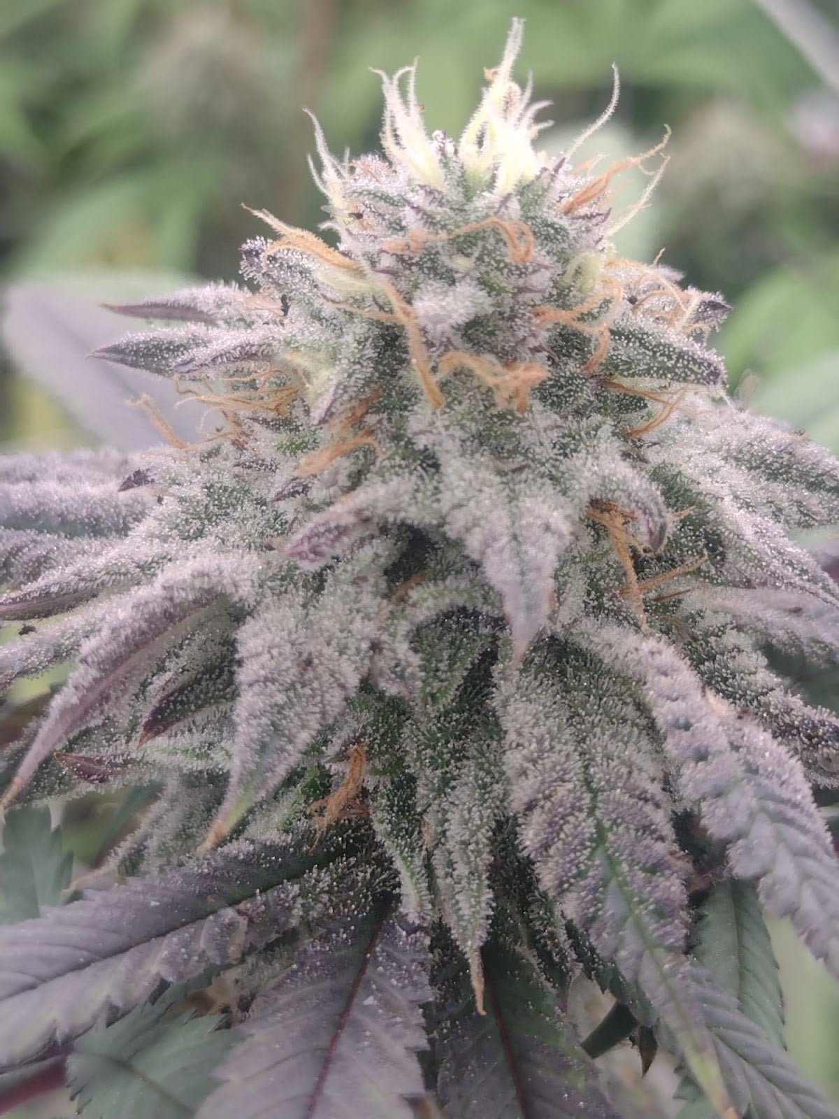 Green Gold Farm