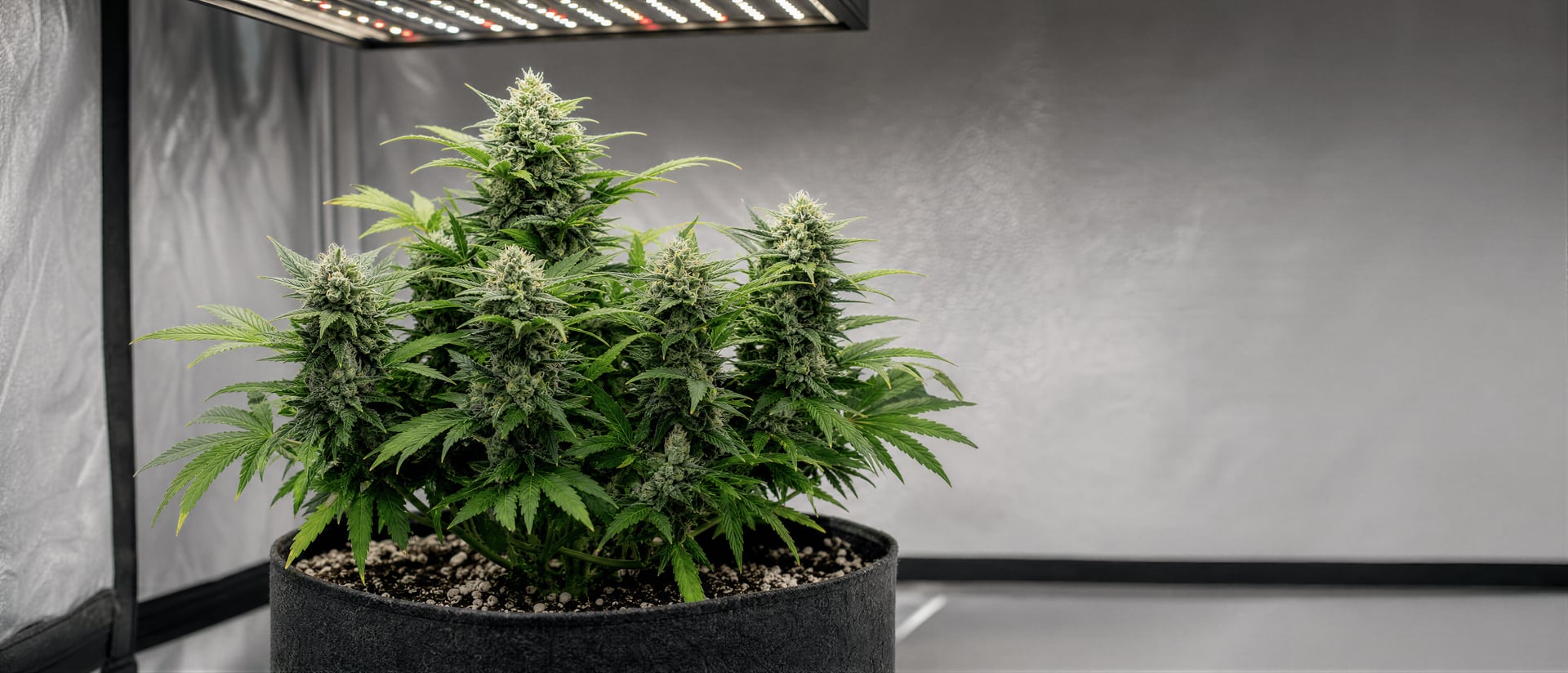 Autoflowering Cannabis Strains: Ruderalis Traits Guide