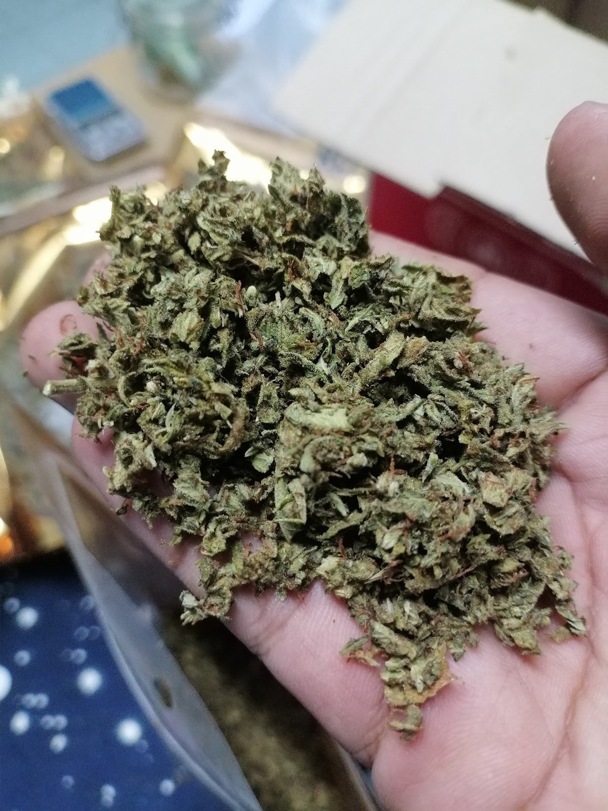 Niban Cannbes