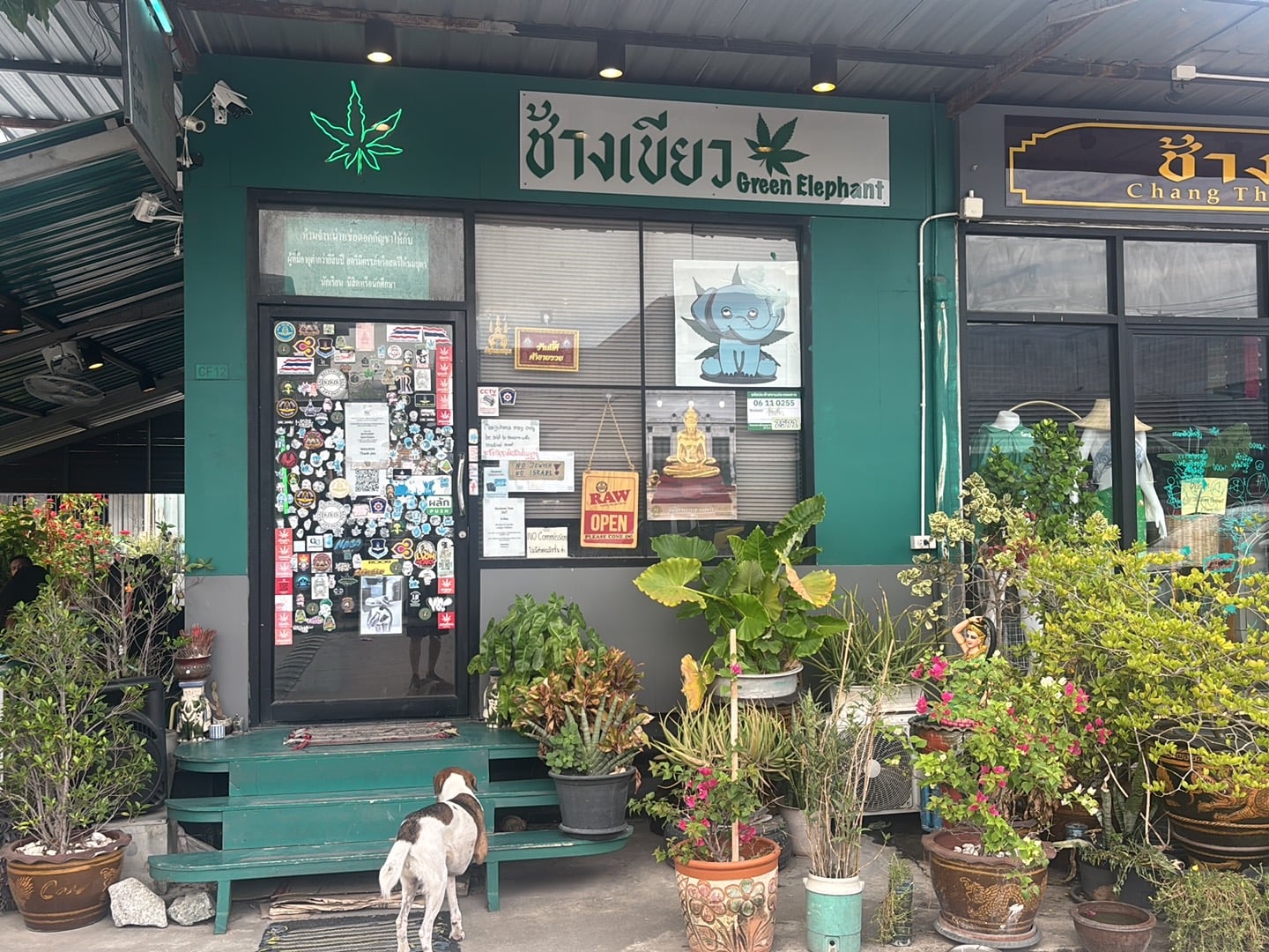 Green Elephant
