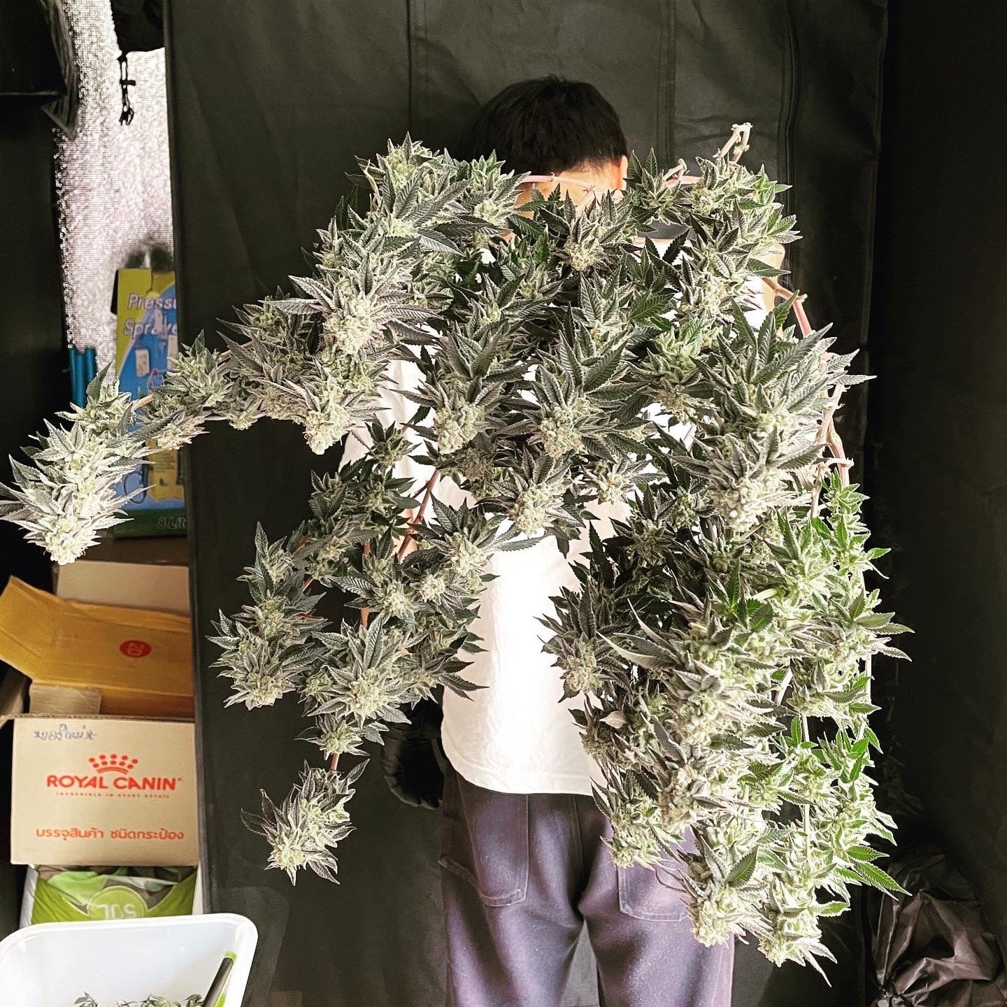 420HippiesGrower