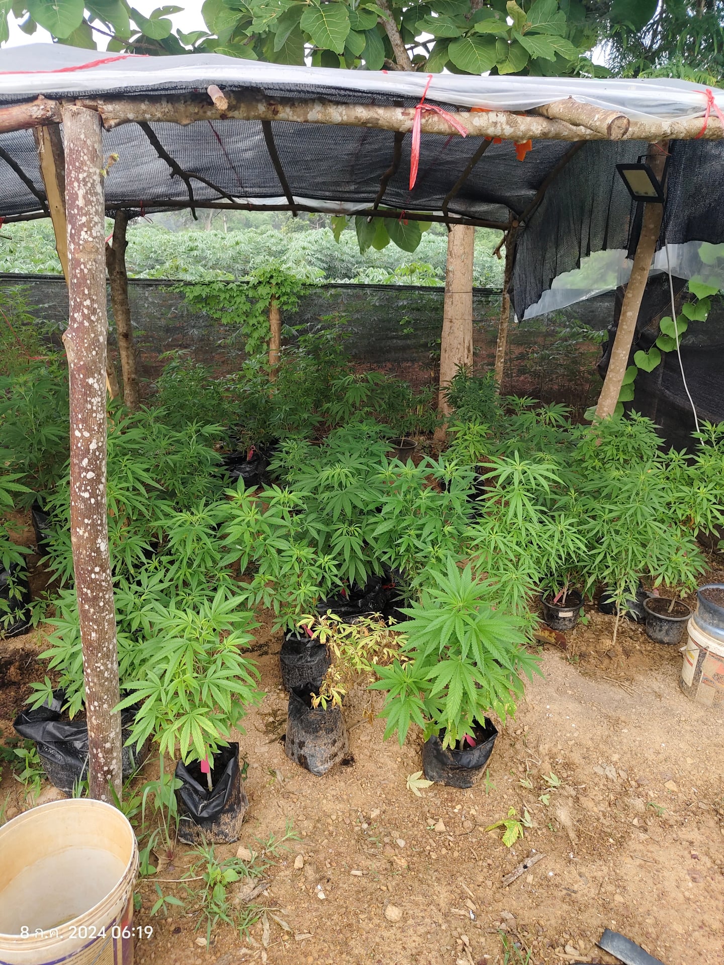 Arvo Cannabis