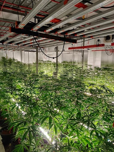 OH MY DOSE Cannabis Marijuana Ganja